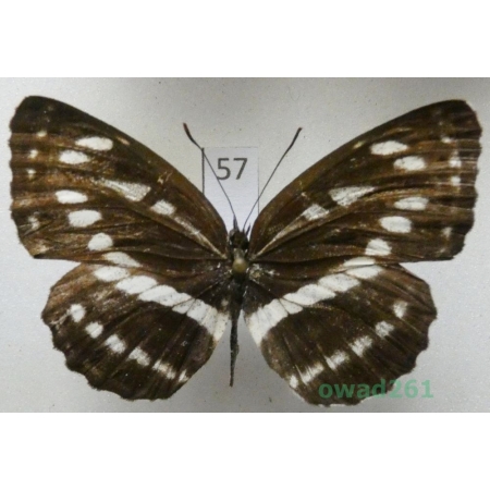 Neptis hylas (Linnaeus, 1758) China57